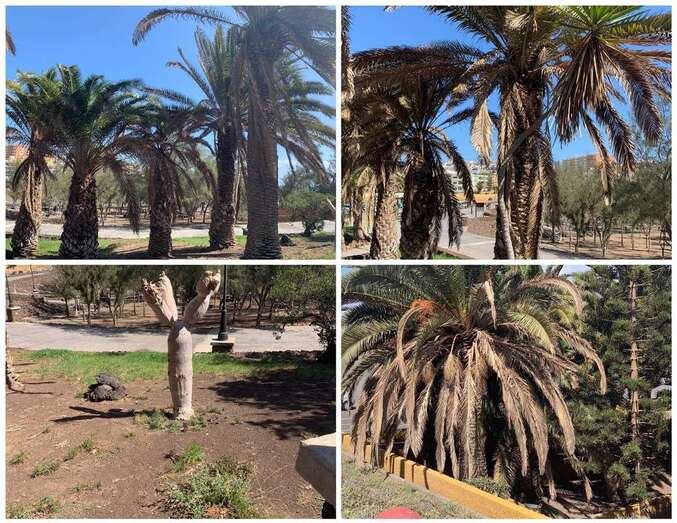 Estado de las palmeras situadas en el extremo sur del paseo marítimo de Melenara/TA.